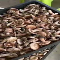 乌枞树菌