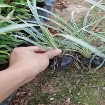 沿阶草高度15-25cm