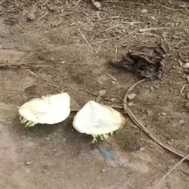 芥菜头大量上市中有需要老板联系我哦