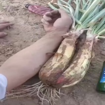 精品鸡腿红葱