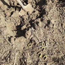 山东省潍坊市潍城区，下蛰的活豆虫有6000斤左右