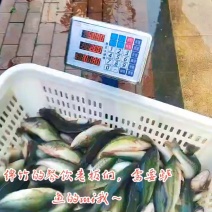 高位池，深井水养殖鲈鱼，6--9两加州鲈