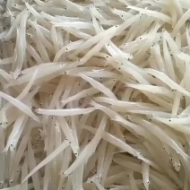鸭绿江银鱼面条鱼