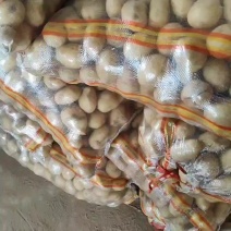 滕州精品二到四两，一到三两，一到二两，人工分选，大量供应