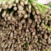 精品韭菜大量上市！
