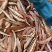 淡水鱼