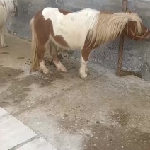 矮马设特兰矮马亲人可骑乘