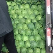 甘蓝大量现货供应