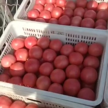 硬粉西红柿精品水果西红柿大量上市中，支持电商平台
