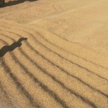 东北长粒香还有珍珠米产地直发大量有货有需要联系我