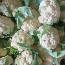 青梗白面有机松花有机花菜量大价优欢迎联系运输便利