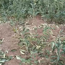精品良种板栗树苗