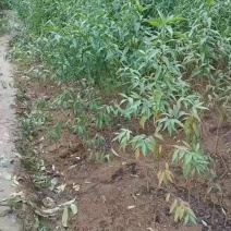 实生桃树苗有保证质量有保证，自家苗圃现挖现发