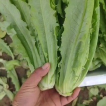 油麦菜