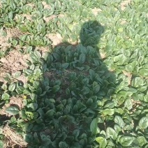 自家种植优质趴地菠菜无白点虫眼特少