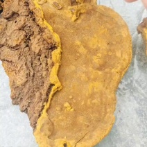 正宗野生桑树桑黄