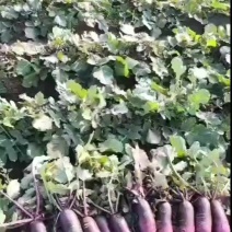 冰淇淋萝卜