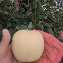 维拉斯黄金苹果
