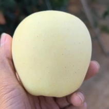 绥中黄金维纳斯，脆甜可口，货源充足，代发全国各地