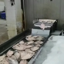 15斤开背巴沙鱼，质量绝对挑不出一点毛病来，价格好商量，
