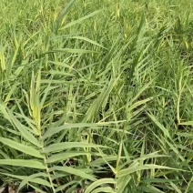 花叶芦竹