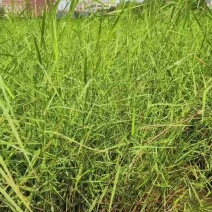 芦苇