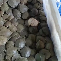 常德汉寿甲鱼
