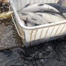 青鱼