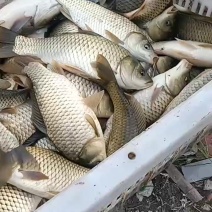 鲫鱼，湘鲫