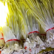优质蒜黄大量上市，棚头现割，欢迎各大市场，电商平台前来选