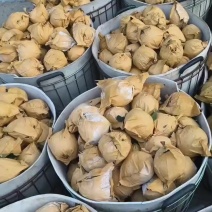 奶油苹果霜降后大量上市，冷库货。