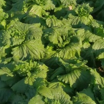 竹筒菜