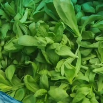 大叶茼蒿全年供货，对标市场，商超，社区，各种货都有