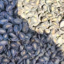 新疆中片西瓜子
