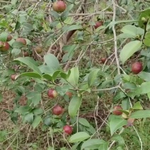 湖南高山油茶果