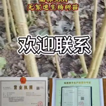 无絮速生杨树苗3804