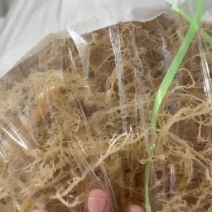 【鹿角菜】溢香园牌：纯清水龙须菜（鹿角菜）