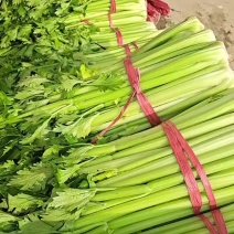 河北精品芹菜西芹量大从优欢迎各位老板随时致电咨询洽谈合作