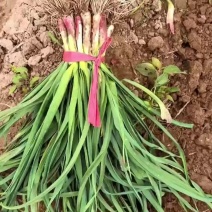 兴平红根蒜苗大量上市货源充足，合作共赢