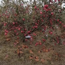 红富士苹果