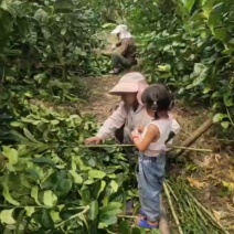 云南大佛手苗