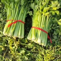 小棵西芹