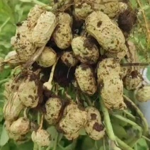 杠三鲜花生大量上市，需要的老板可以联系我