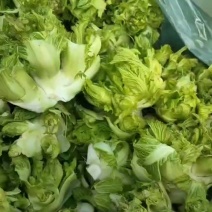 砀山县儿菜大量上市，保质保量，欢迎客户前来选购。