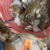 连云港新鲜冷冻满黄梭子蟹，团购餐饮腌制呛蟹订制蟹，品质好