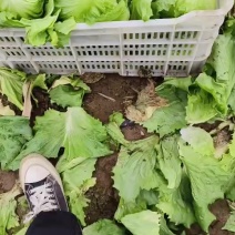 球生菜，货源充足，量大优先，电商货，精品货都有