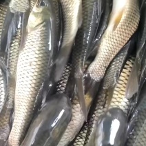 草鱼苗