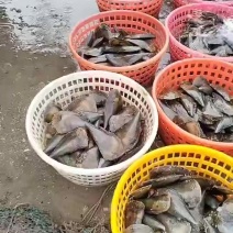 带子绿贝货源稳定支持饭店批发
