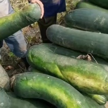 黑皮冬瓜10斤以上食堂货加工厂货需要的联系
