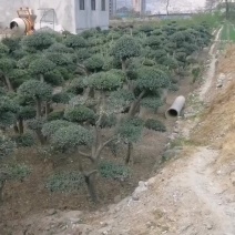 油橄榄树绿化批发